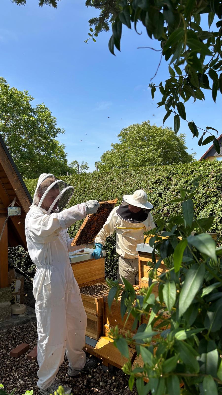 Imker betreut Bienenvölker vor Ort