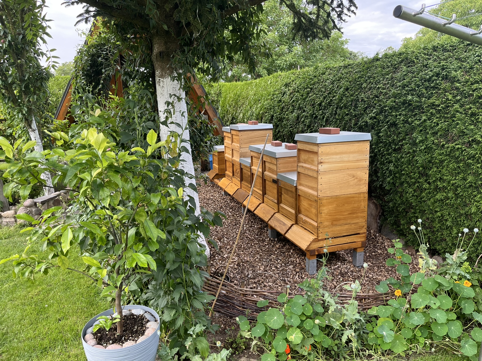 Mehrere Bienenvölker am Standort