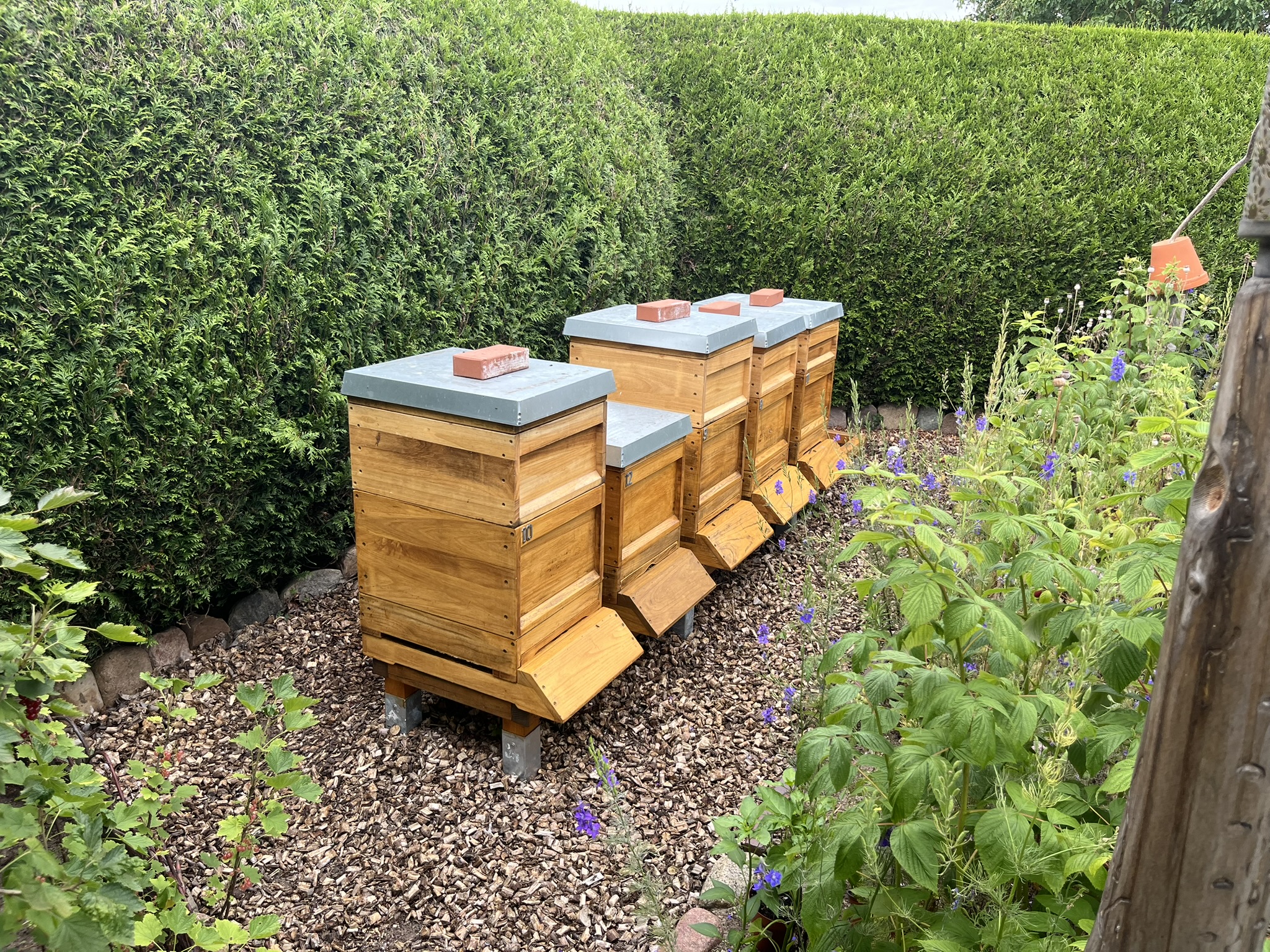Bienenstöcke im Grünen