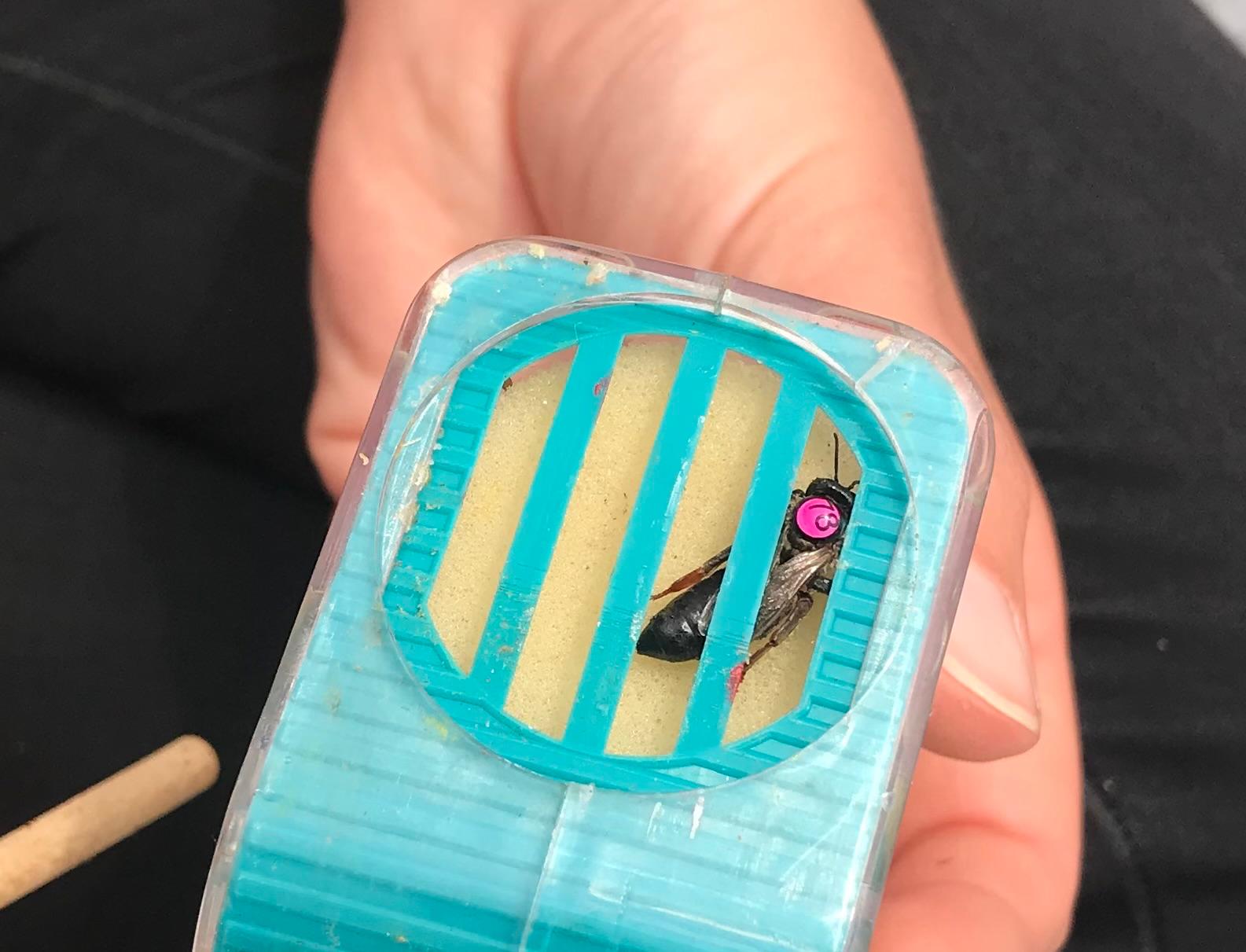 Belegstelle zur Sicherung des genetischen Genpools von Honigbienen